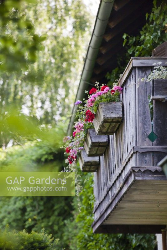 Traditional wooden balcony with colorful Geranium flower