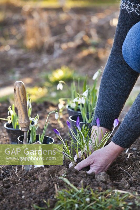 Creating an early spring bed with Crocus vernum and Galanthus nivalis.