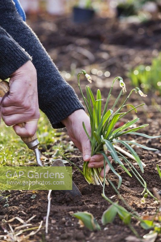 Replanting clumps of Galanthus nivalis - Snowdrops.