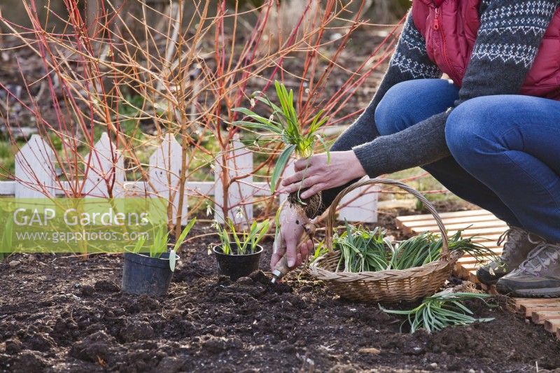Woman planting snowdrops while they are still in green.