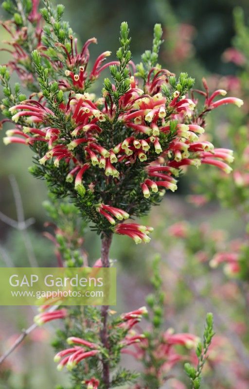 Erica Discolor Two-colour heath, Cape Town, South Africa