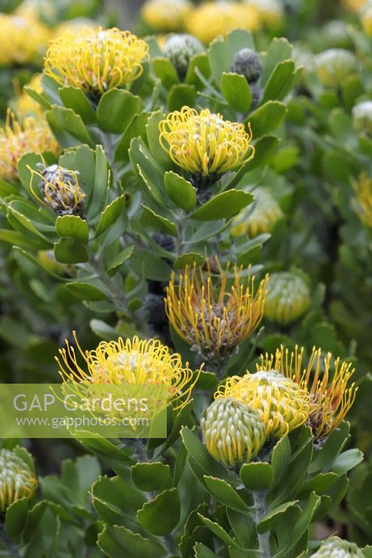 Leucospermum cuneiforme Wart-stemmed pincushion protea, Cape Town, South Africa