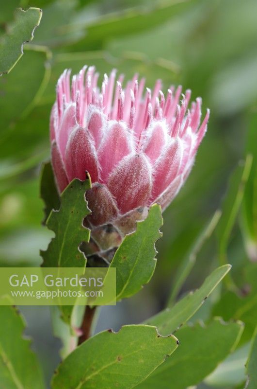 Protea Mundii Forest sugarbush Protea - red variety called 'Little Lady Pink', Cape Town, South Africa