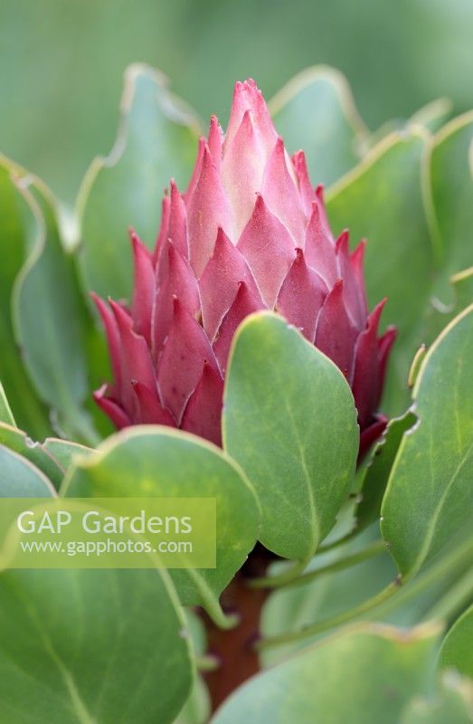 Protea cynaroides King Protea - Little Prince cultivar - Cape Town, South Africa