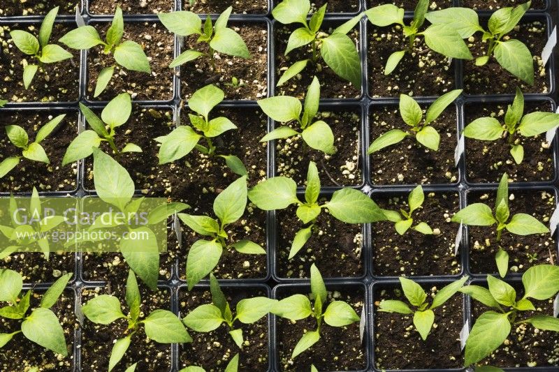 Capsicum annuum - Bell Pepper seedlings growing in containers inside a greenhouse, Quebec, Canada