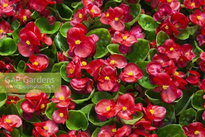 Begonia 'Bada Bing Scarlet' - Dwarf Begonia - May