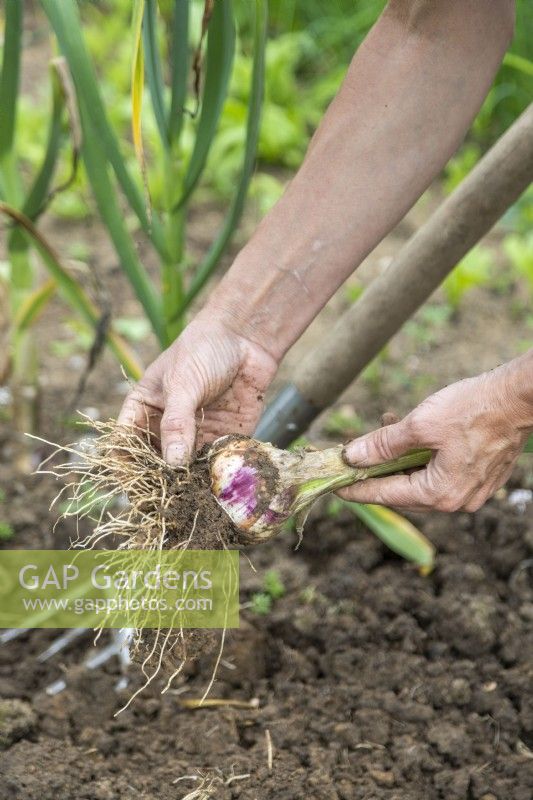 Clearing soil off of the garlic bulb and roots