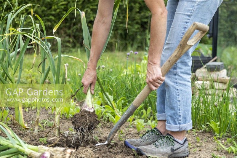 Using a digging fork to help pull the garlic out of the ground