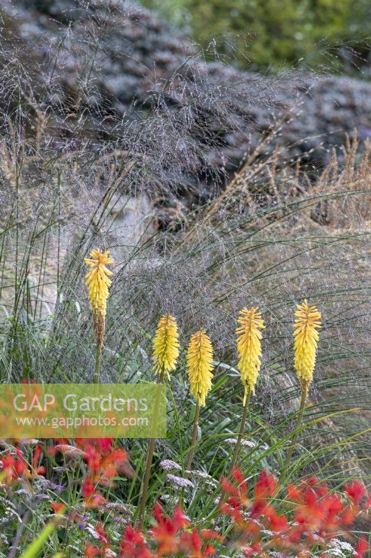 Kniphofia and Crocosmia against grasses in late summer garden