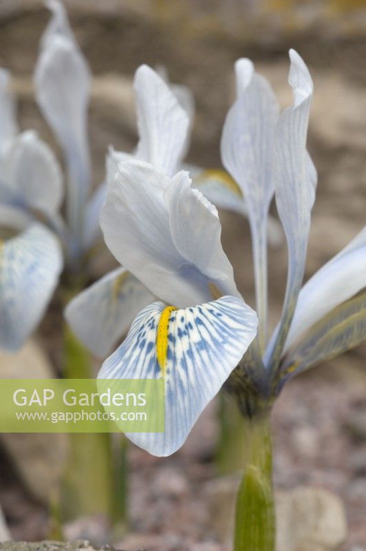 Iris reticulata 'Sheila Ann Germaney'