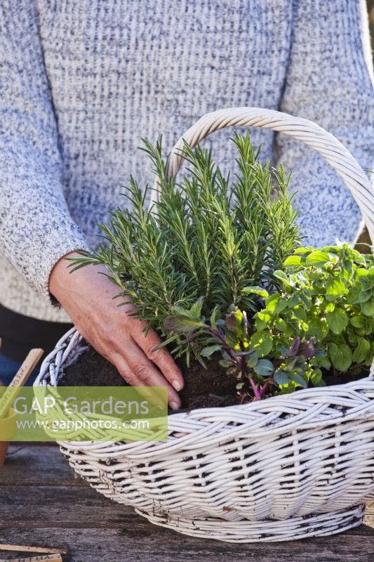 Woman planting a herb basket with rosemary, thyme, oregano, chives and mint.