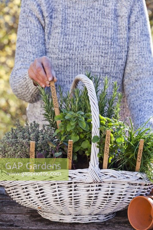 Add labels to planted up herb basket: rosemary, thyme, oregano, chives and mint.