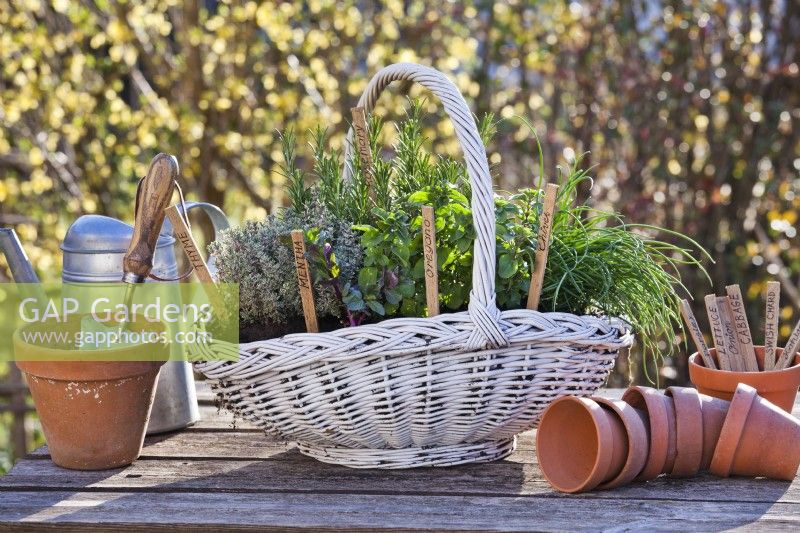 Herb basket with rosemary, thyme, oregano, chives and mint.