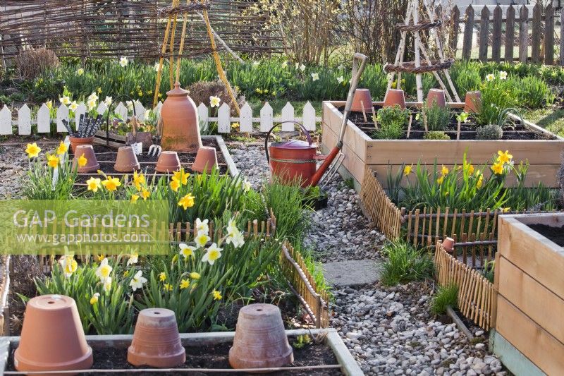 Rows of Narcissus - Daffodil - in a bed with vegetable seedlings ready for planting, raised beds nearby.
