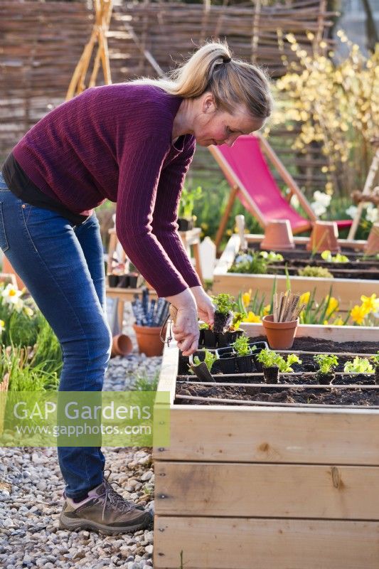 Woman planting parsley in raised bed.