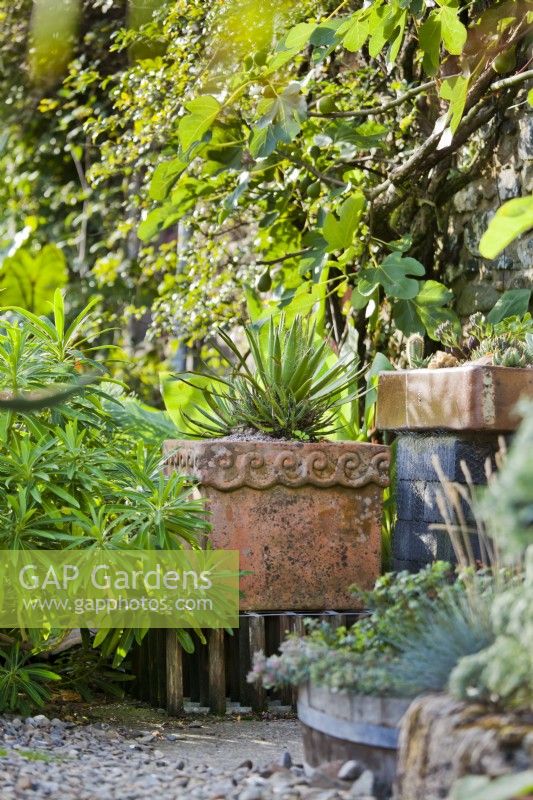 Raised ornamental clay pot with Aloe, near raised trough with succulents. Near Euphorbia and a wall-trained Ficus - Fig. 