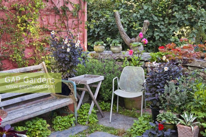 Seating by cottage and stone wall, informal planting and containers with Dahlia and succulents. 