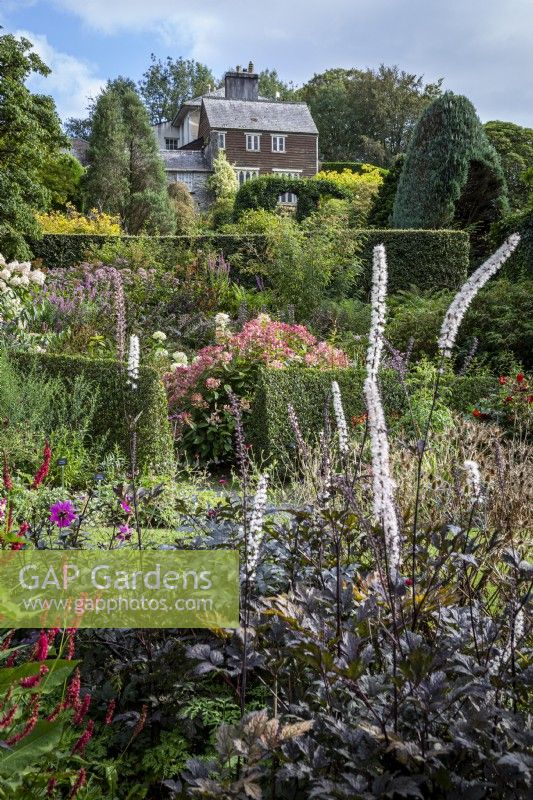 Actea simplex 'Black Negligee' in front of Large sloping garden divided with terracing and hedges in late summer