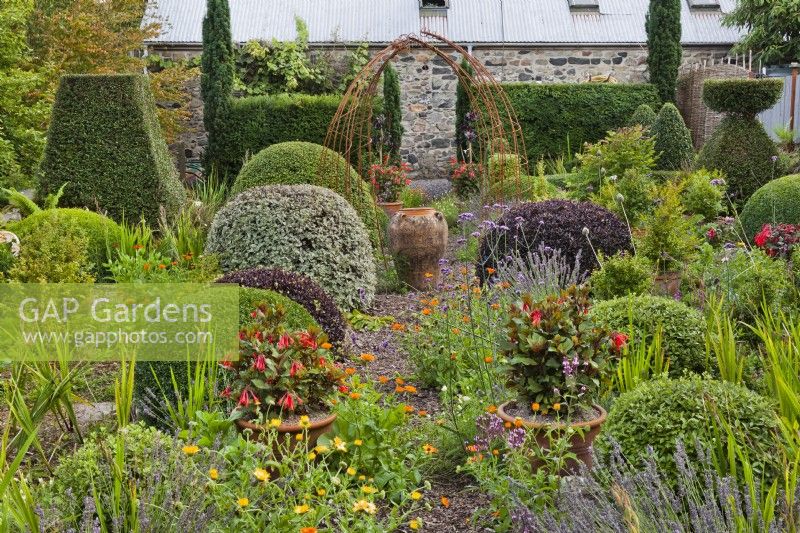 View over topiary to arch, Fuchsia triphylla 'Thalia' in pots, gravel path with Calendula officinalis and Lavandula angustifolia. Mixed topiary: Pittosporum, Hebe and Buxus.