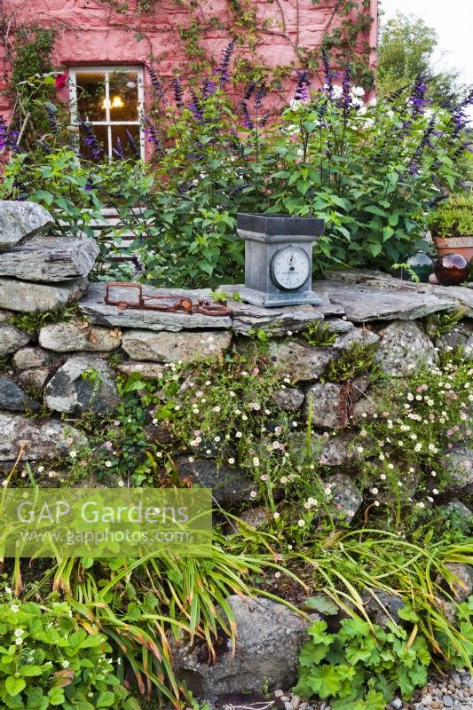 Dry stone wall with ferns, Alchemilla mollis, Erigeron karvinskianus, strawberries and Salvia 'Amistad' plus old kitchen scales.
