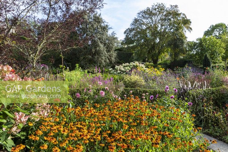 Large country garden with hot borders in late summer, filled with Helenium 'Sahins Early Flowerer', Dahlias and Lythrum salicaria