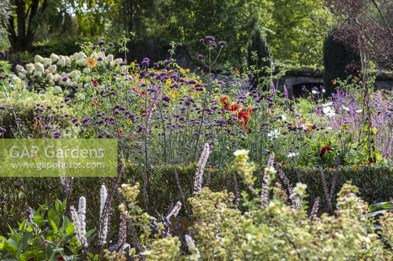 Actea simplex 'Black Negligee' and Verbena bonariense in large late summer border with Phillyrea hedging dividing borders