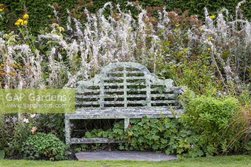Lichen covered bench surrounded with spent seed heads of Chamaenerion angustifolium 'Album'