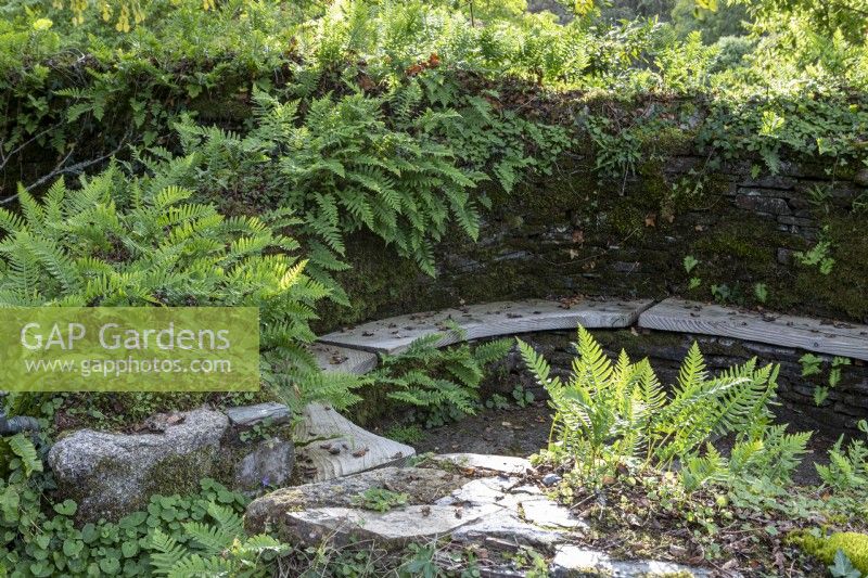 Shady seating bench in fern garden, with Polypodium vulgare and Asplenium scolopendrium