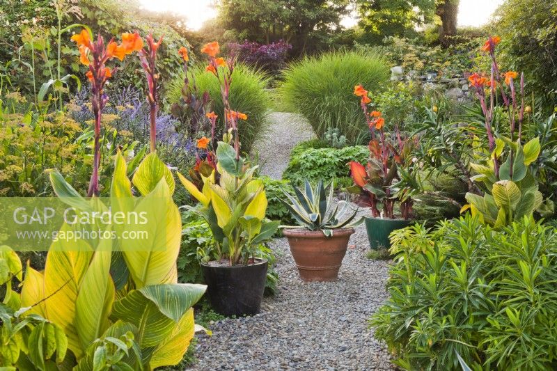 Gravel area with succulents, Agave americana 'Variegata' and Canna indica 'Purpurea' in containers.