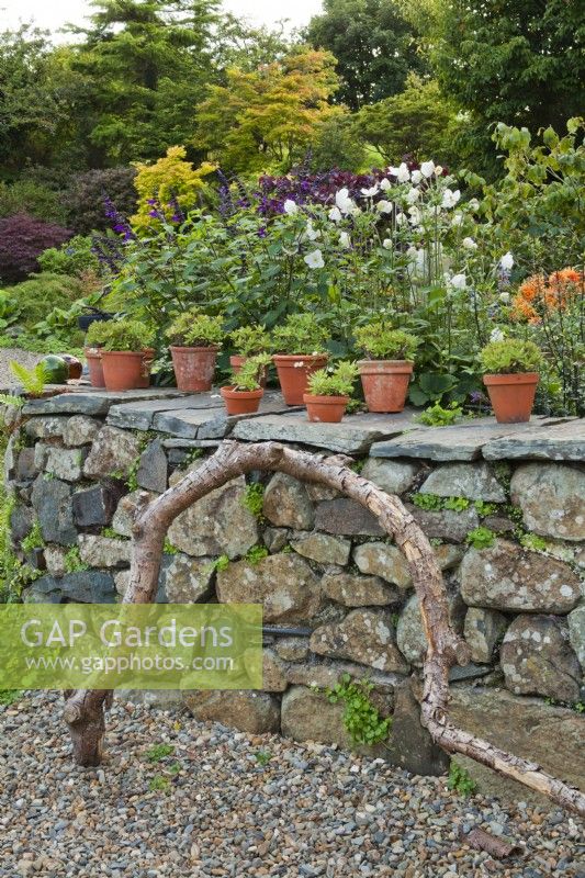 Dry stone wall in a garden with succulents in terracotta pots ontop, driftwood and gravel in foreground.