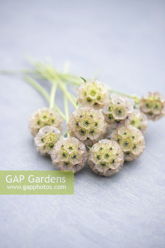Small bunch of Scabiosa stellata 'PingPong' on a slate surface