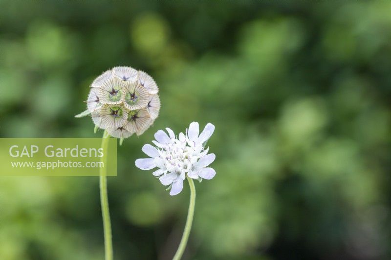 Scabiosa stellata 'PingPong' flower and seed head 