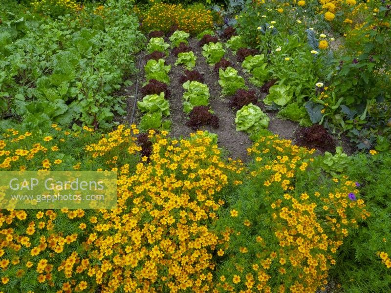 Marigolds as a white fly deterrent in vegetable garden with lettuces