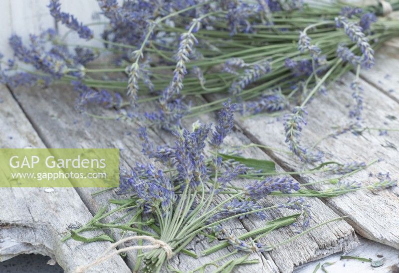 Cut and dry lavender flowers