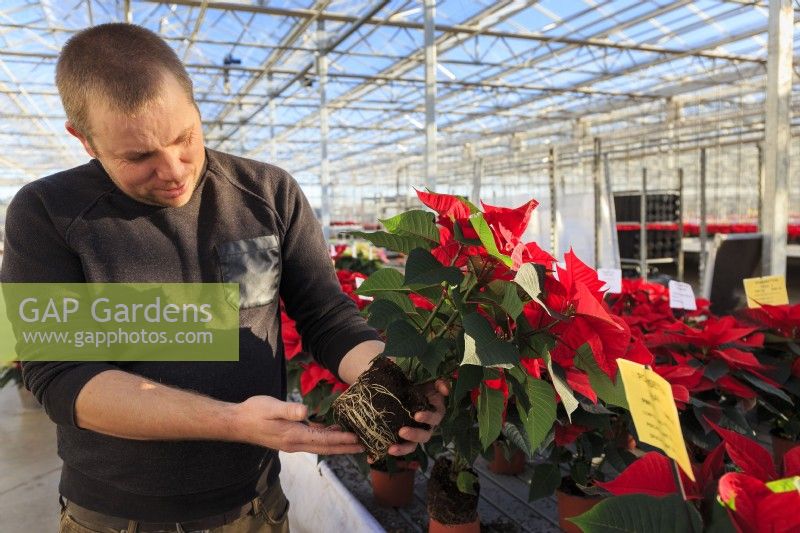 Man showing roots of Poinsettia, part of trial on a commercial nursery.