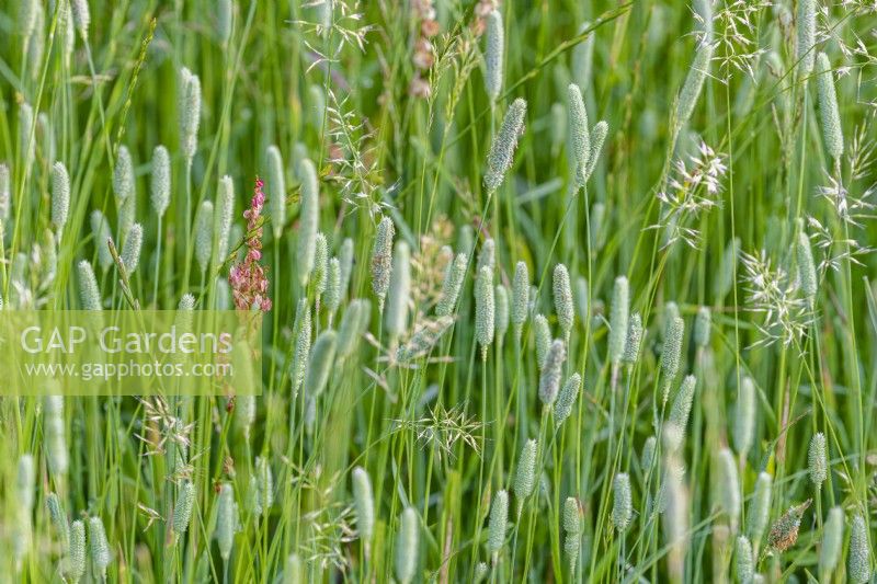 Alopecurus pratensis, meadow foxtail grasses flowering in a Sussex field in summer - July