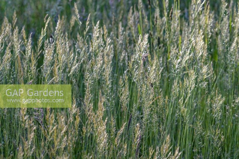 Poa pratensis, smooth meadow grass flowering in Sussex, England in summer - July