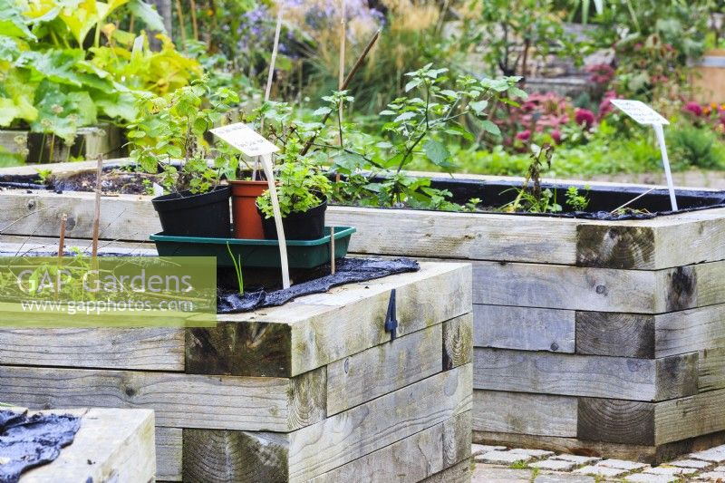 Raised beds built from chunky timber are rented out individually, creating  mini-allotments from local residents.