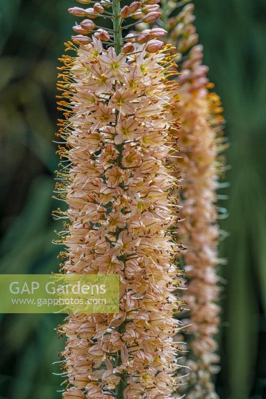 Eremurus x isabellinus 'Cleopatra' - foxtail lily flowering in summer  - July