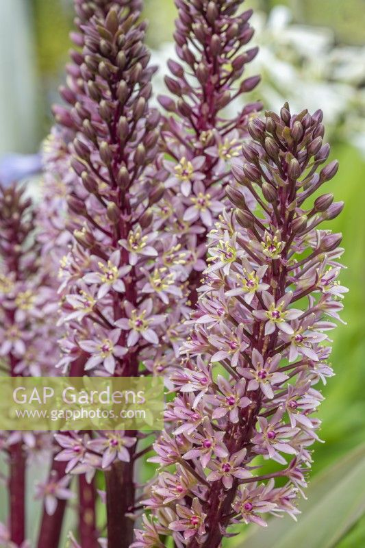 Eucomis comosa 'Sparkling Burgundy' - pineapple lily flowering in summer - August
