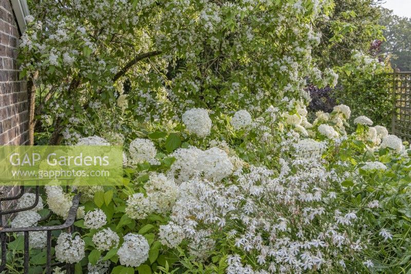 Hydrangea arborescens 'Annabelle' flowering in white themed summer border - August