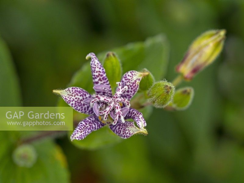 Tricyrtis hirta or Toad lily