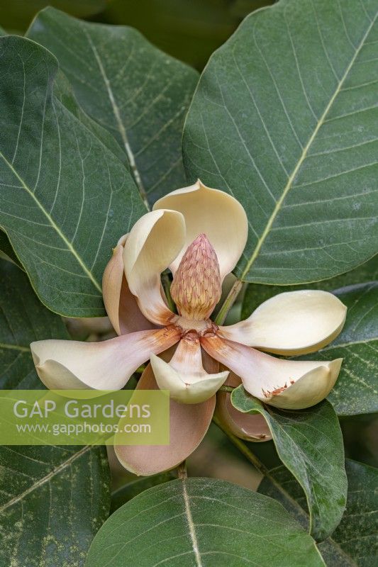 Magnolia delavayi flowering in summer - August