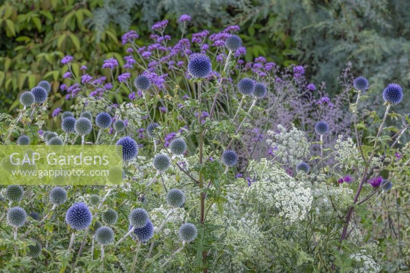 Echinops ritro 'Veitch's Blue' flowering in a summer border - Globe Thistles - August