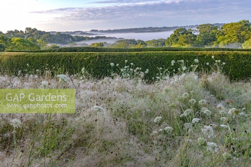 View of Cloud grass Agrostis nebulosa in a wildflower border in a country garden in summer with a borrowed landscape in the distance - August