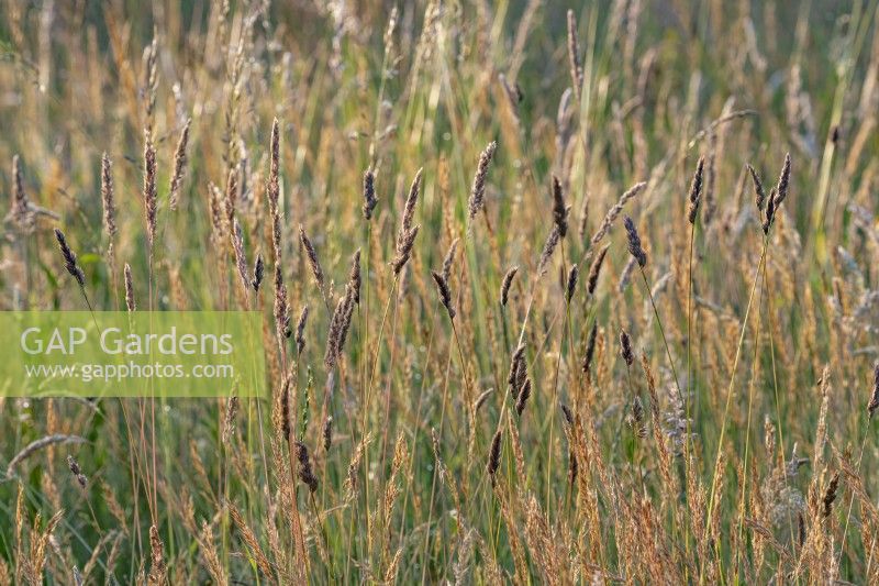 Dactylis glomerata, cocksfoot grass flowering in a Sussex field in summer - July