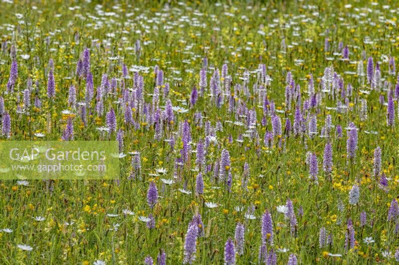Dactylorhiza fuchsii - Common Spotted Orchids in a meadow - June