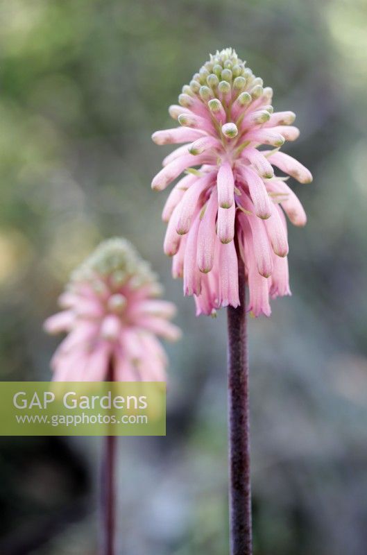 Veltheimia bracteata Forest lily, forest sand-lily, Cape Town, South Africa