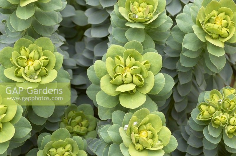 Euphorbia myrsinites - broad-leaved glaucous spurge