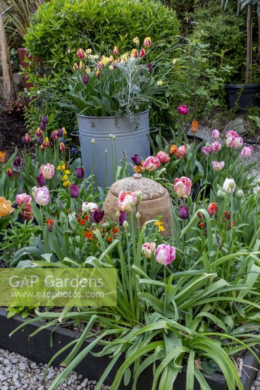 Raised bed with colourful mixed Tulips, rhubarb forcer and galvanised container